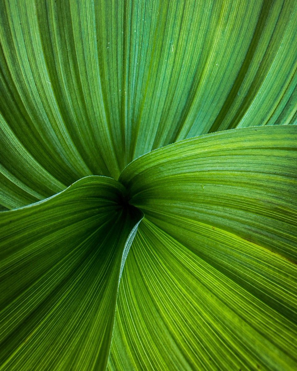 aefotograph's tweet photo. Nature's pattern. If you are wondering what is this, it is a view of a corn Lily plant, shot on ο£Ώ iPhone. @Apple @Lightroom
#Apple #cornlily #georgia #shotoniphone #appleiphone14pro #shoton14pro #kazbegi #lightroom #editwithlightroom #editwithus https://t.co/bEI8E6yO8H