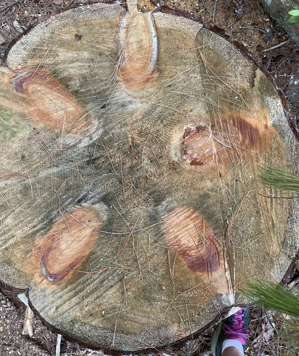 FlanaganBio's tweet photo. Weird tree cross-section! The 5 evenly spaced ovals are from branches all at more or less the same height; with their own rings! One image allows determining the age of the tree, the age of the branches, and the position of the branches! #NatureBreak https://t.co/VfrXIESewl