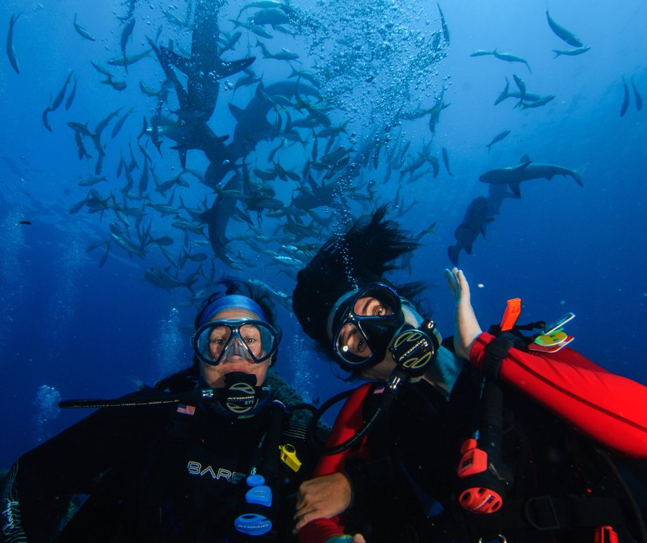 Diventures's tweet photo. The best shark scuba selfie/photo is always the safe one! 🦈 📷 

Remember that the best way to observe and respect sharks is to maintain a healthy distance away and that no photo is ever worth jeopardizing the safety of yourself, your dive buddy, or the shark!

#sharkweek2023 https://t.co/u0gCwWZog9