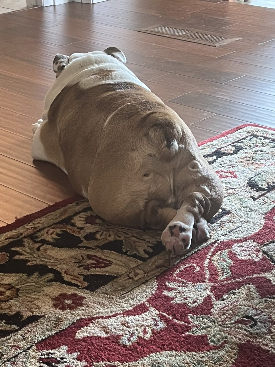 PeachySleaze's tweet photo. Thoughts on this dog I’m dog sitting? No body shaming please https://t.co/k97wEaGSOG