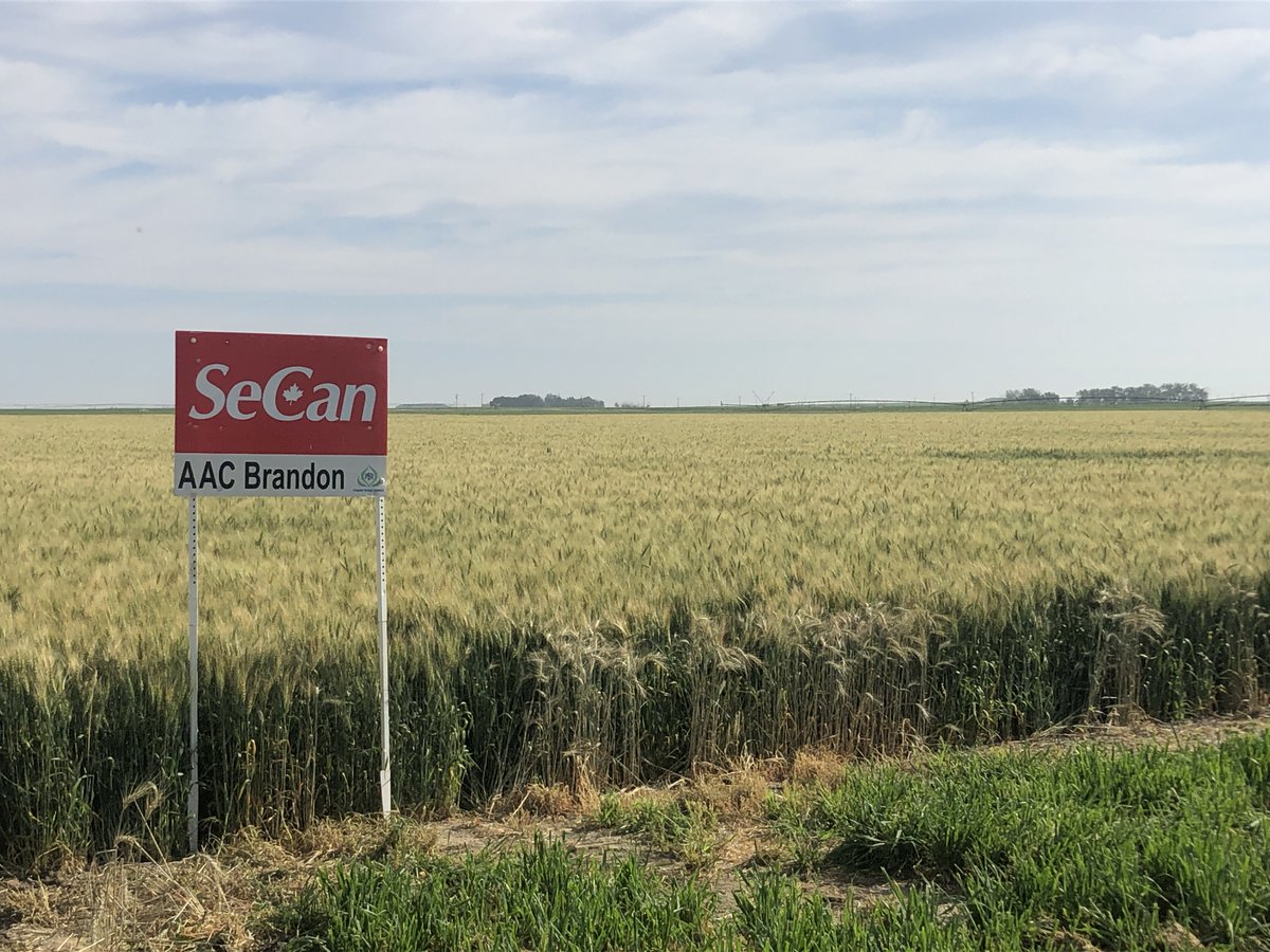 SpecialtySeeds's tweet photo. Some signs for our crop tour on Wednesday morning. We would love to have you to join. There will also be a field with 5 hemp varieties. ⁦@SecanMira⁩ ⁦@seednetca⁩ https://t.co/7RMbfPW2FG