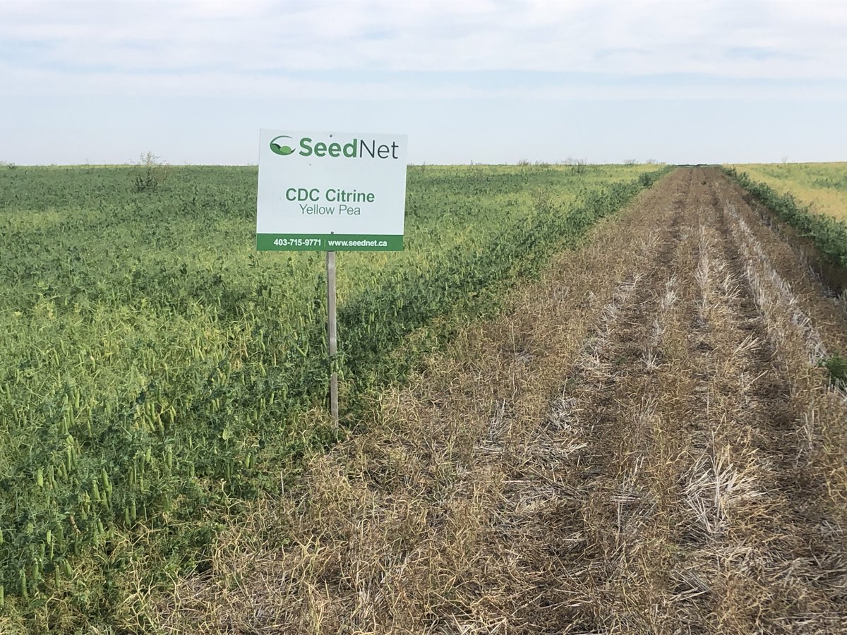 SpecialtySeeds's tweet photo. Some signs for our crop tour on Wednesday morning. We would love to have you to join. There will also be a field with 5 hemp varieties. ⁦@SecanMira⁩ ⁦@seednetca⁩ https://t.co/7RMbfPW2FG