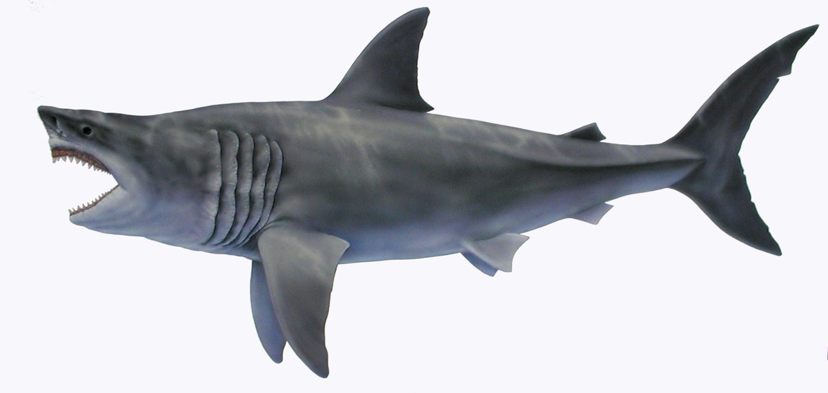 You're gonna need a bigger ... battleship. 🦈

The prehistoric megalodon shark lived 3.6M years ago, grew up to 70 feet long and absolutely ruled the ancient seas!

Learn more on NSF's "The Discovery Files." bit.ly/3O41eZi #SharkWeek

📷: <a href="/TheMarineMuseum/">Calvert Marine Museum⚓️🦀🦈</a>; Tim Scheirer