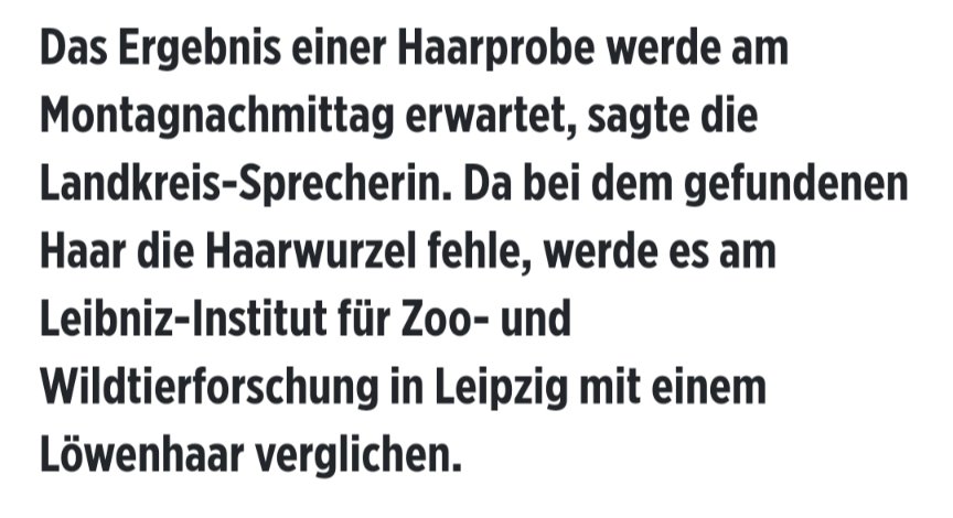 Alles kein Problem. Die #Loewin/das #Wildschwein ist damit einverstanden, weil sie "ein absolut reines Gewissen" hat.
