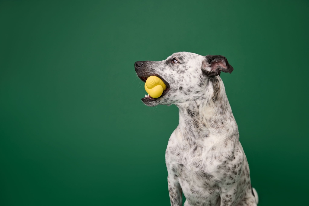 TheDieline's tweet photo. Earth Rated's new line of innovative dog toys is the perfect recipe for bonding with your furry friend. Packed with playtime wonders, the collection features two toys to challenge your pup's wits and three toys for those action-packed exercise sessions. 

https://t.co/TqnAqBhrU6 https://t.co/Gxrkwxg7Fz