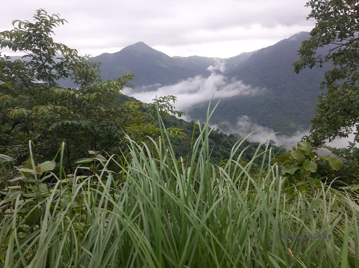 BKukke's tweet photo. 🌳🌱 Every citizen's duty is to preserve our forests. Stand united against the Forest Conservation Amendment Bill 2023. #ScrapForestConservationAmendmentBill2023 #SaveIndianForests  @pmoindia @moefcc https://t.co/JUZGKGW2A5