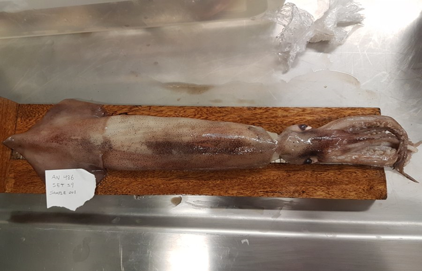 DFO_NL's tweet photo. Have you seen a squid this year? Are you seeing big schools of squid? Be a citizen scientist! Let us know where and when by emailing squid@dfo-mpo.gc.ca. #DFOScience #CitizenScience https://t.co/Qtq6aN0ybb