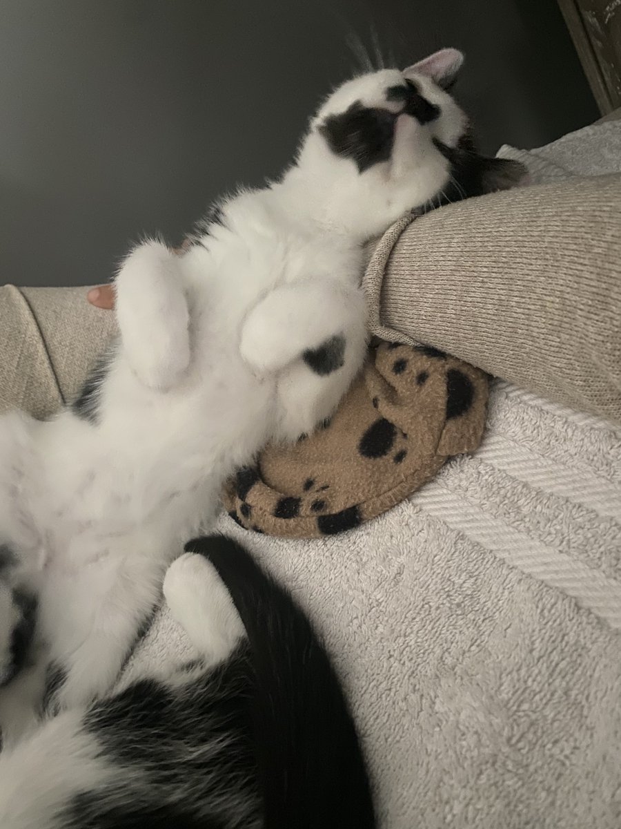 KittensCam's tweet photo. Jessie has fallen asleep on my arm… I will not move, even if a tornado swings by! 😻🫶😻
#kittencam #jessie #ferlas #Fosterkittens #cute #cats
#fairycatmother #CatsOfTwitter #kitten #cat #kittens #kittensoftwitter #pets #catsofinstagram #pet #fosteringsaveslives 🐾 https://t.co/s2nhqPXFKk