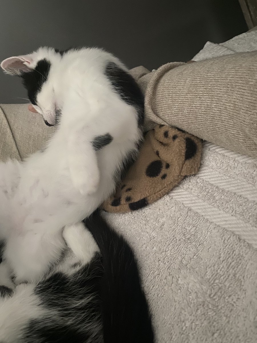 KittensCam's tweet photo. Jessie has fallen asleep on my arm… I will not move, even if a tornado swings by! 😻🫶😻
#kittencam #jessie #ferlas #Fosterkittens #cute #cats
#fairycatmother #CatsOfTwitter #kitten #cat #kittens #kittensoftwitter #pets #catsofinstagram #pet #fosteringsaveslives 🐾 https://t.co/s2nhqPXFKk