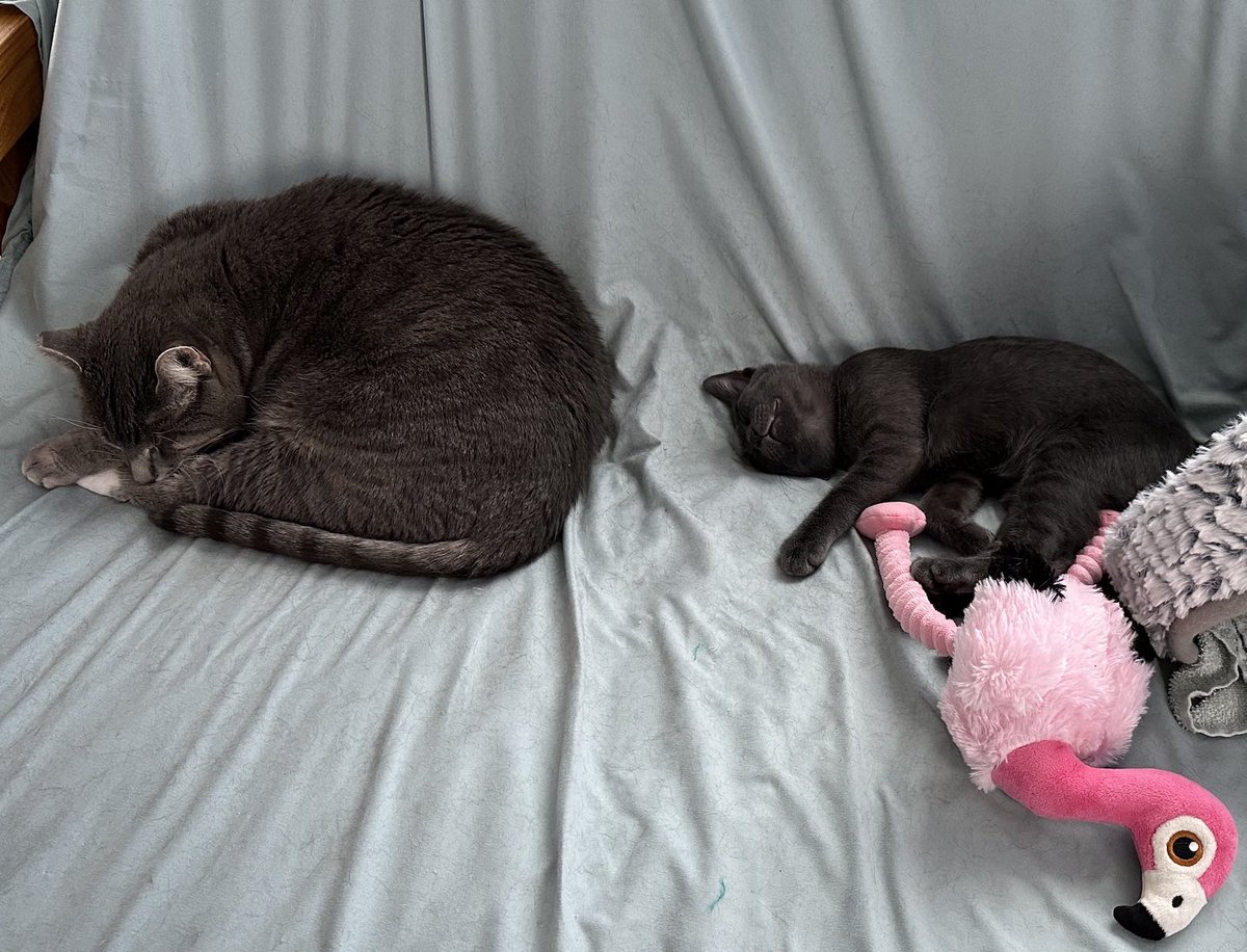 💤💤💤💤💤 
#kittyloafmonday #FIVCatsClub #sleeping #CatsOfTwitter
