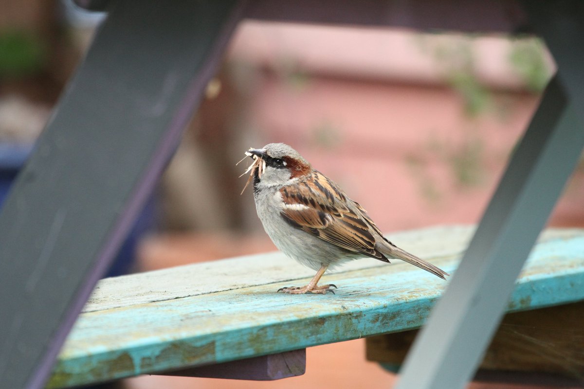 If anyone's in Hitchin tomorrow, do join me in the town square for my talk on nature in your local patch. I'll be chatting about veteran trees, black squirrels, house sparrows, butterfly success stories & how to get involved in community-led conservation. ticketsource.co.uk/booking/select…