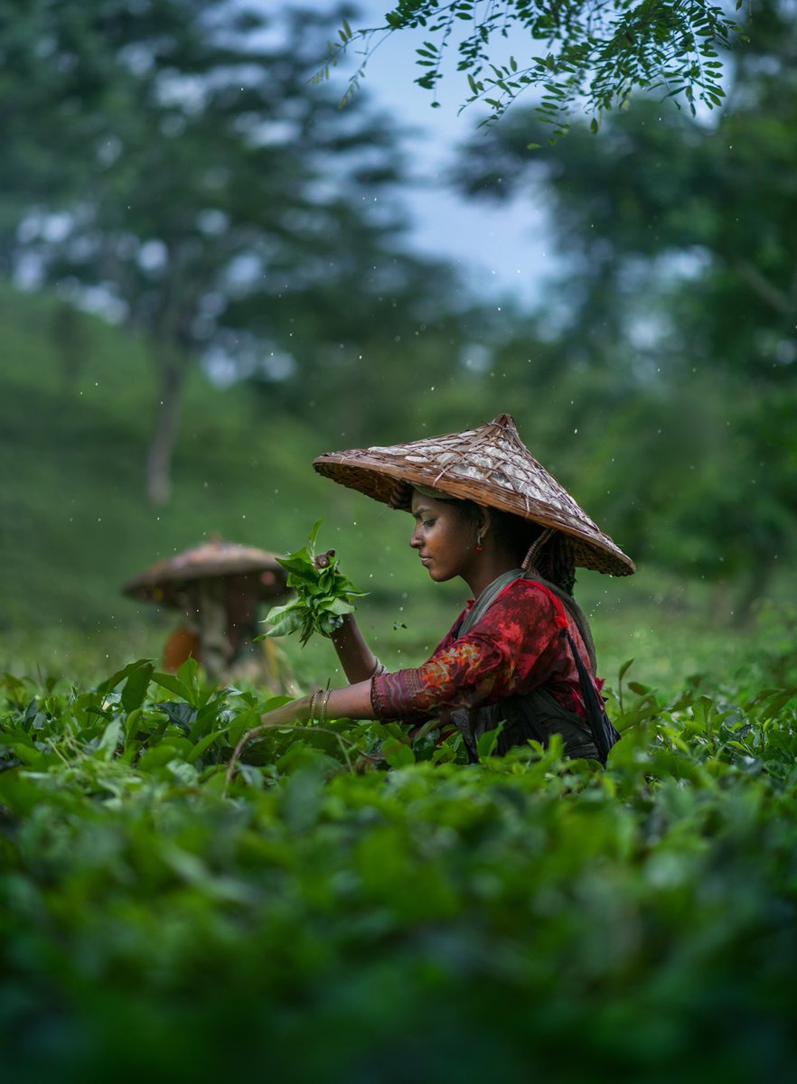 AshrafulArefin_'s tweet photo. Monsoon in the tea garden https://t.co/2kuZyBXYy8
