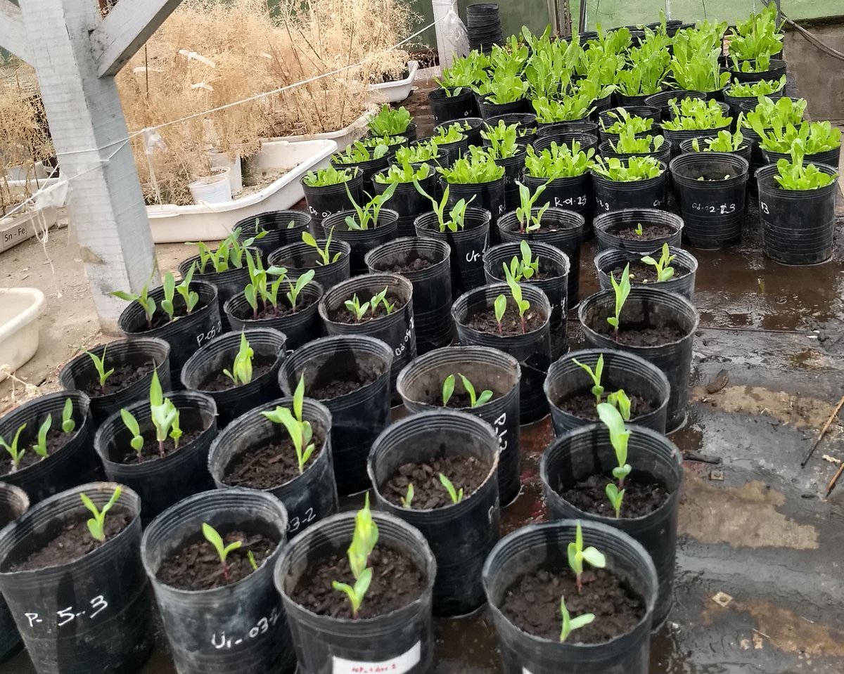SLT_Divulgacion's tweet photo. 🔴CREAN NANOHERBICIDAS PARA REDUCIR EL IMPACTO AMBIENTAL DEL AGRO
🌱Con #nanotecnología, #FAUBA y #FCEyN buscan bajar el uso de #agroquímicos
🔗https://t.co/jaltWZJj4Q
@ruralnetoficial @Radio10 @eldoce @radiolared @VozDeRosario @1330am @RedLCC @ChemistredPuck @vpineyro #UBA #SLT https://t.co/lSqmJFqNZ9