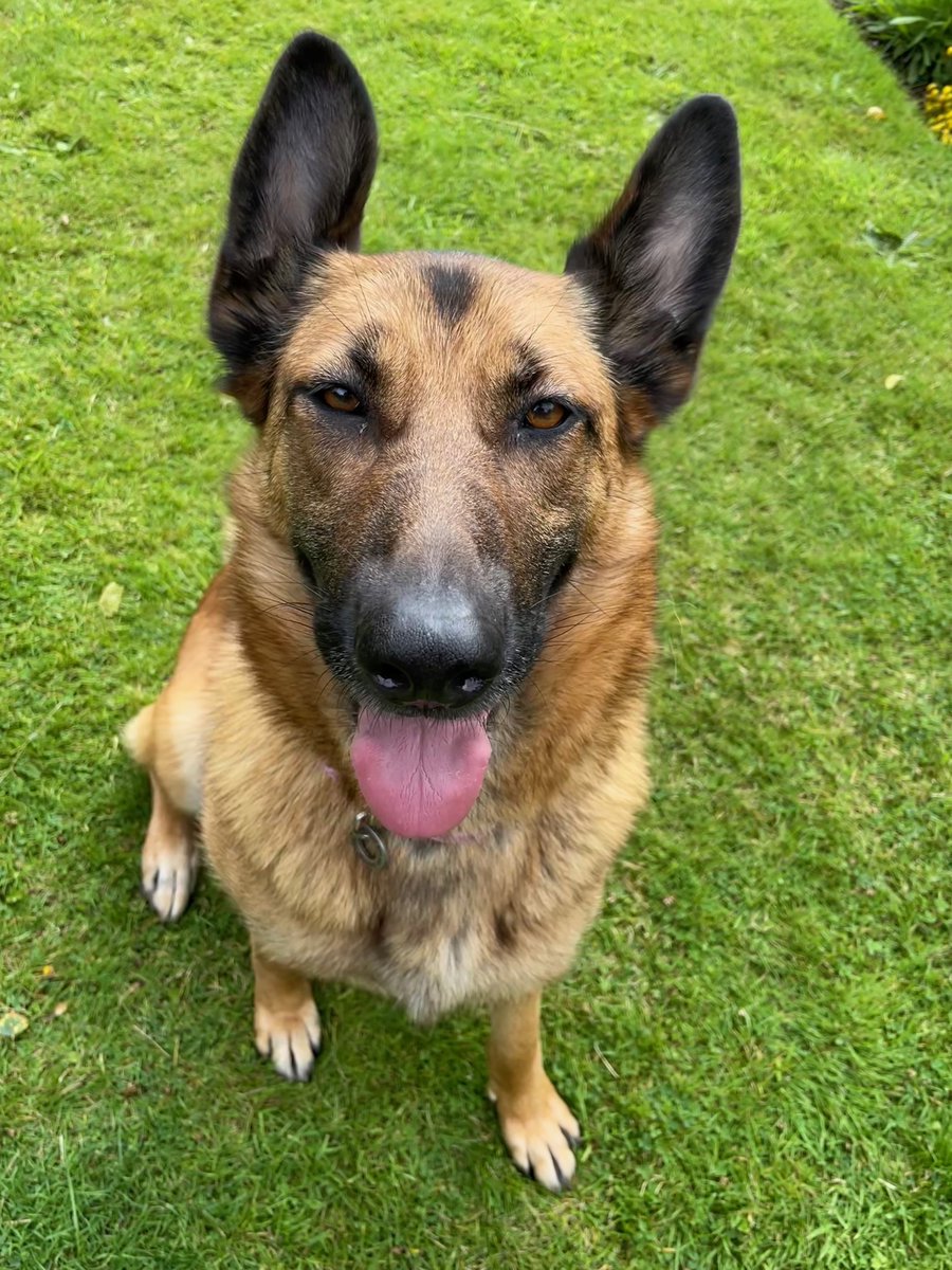 Graham Francis (@mrsip) on Twitter photo Here at The SIP School we are delighted to introduce Winnie to our team. She is a German Shepherd rescue and we got her from Luosko rescue who desperately need donations - please help if you can here... luoskogermanshepherddogrescue.org/donate <a href="/Luosko_GSD/">contact@gsdrescue.uk</a> Here at The SIP School we are delighted to introduce Winnie to our team. She is a German Shepherd rescue and we got her from Luosko rescue who desperately need donations - please help if you can here... luoskogermanshepherddogrescue.org/donate <a href="/Luosko_GSD/">contact@gsdrescue.uk</a>