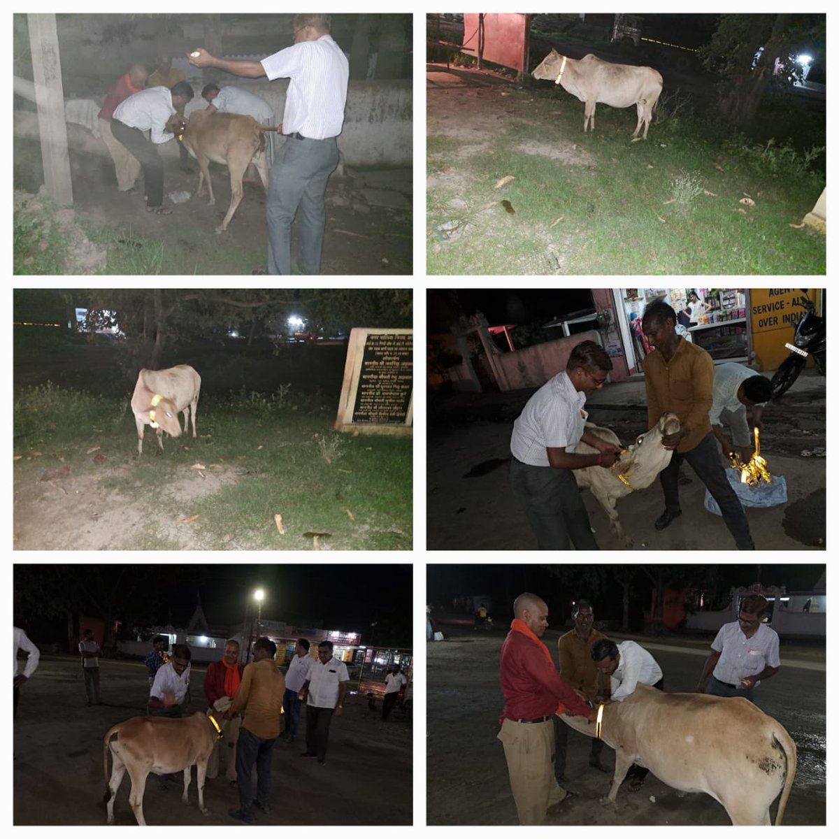 IASTripathiCG's tweet photo. SH bipass korba to urga to bilaspur #ReflectiveBands #StrayCattles #AnimalProtection #Tagging underprogress @KorbaDist @ChhattisgarhCMO @RChoubeyCG @amitabhjn @KPSingh_IAS @Ayyaj_Tamboli https://t.co/44mfyJB6uj