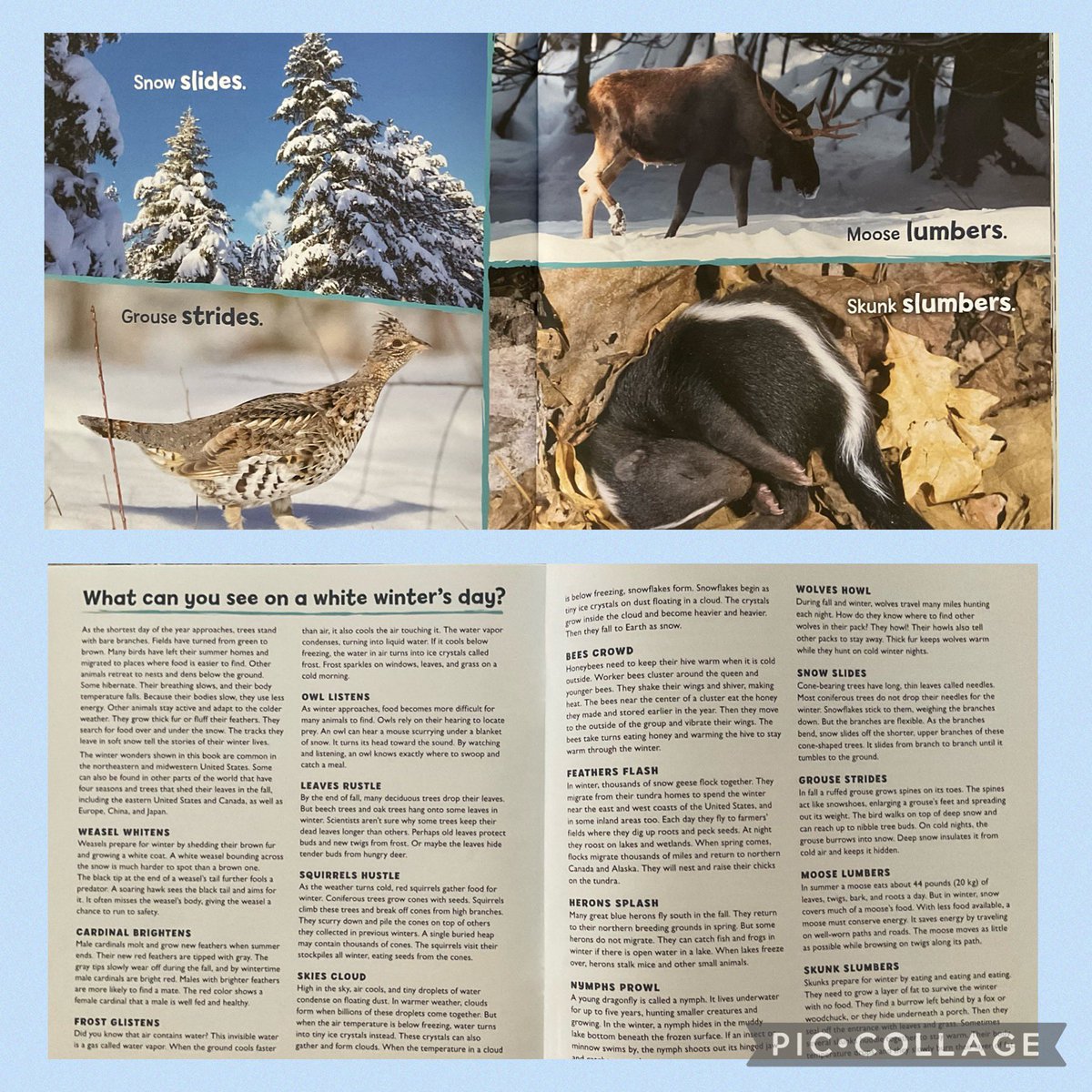 Outstanding @BuffySilverman upcoming release, ON A FLAKE-FLYING DAY pairs photographs and brief, rhyming text to give a complete picture of the play and adaptations of people & animals during winter. @LernerBooks #BookAllies