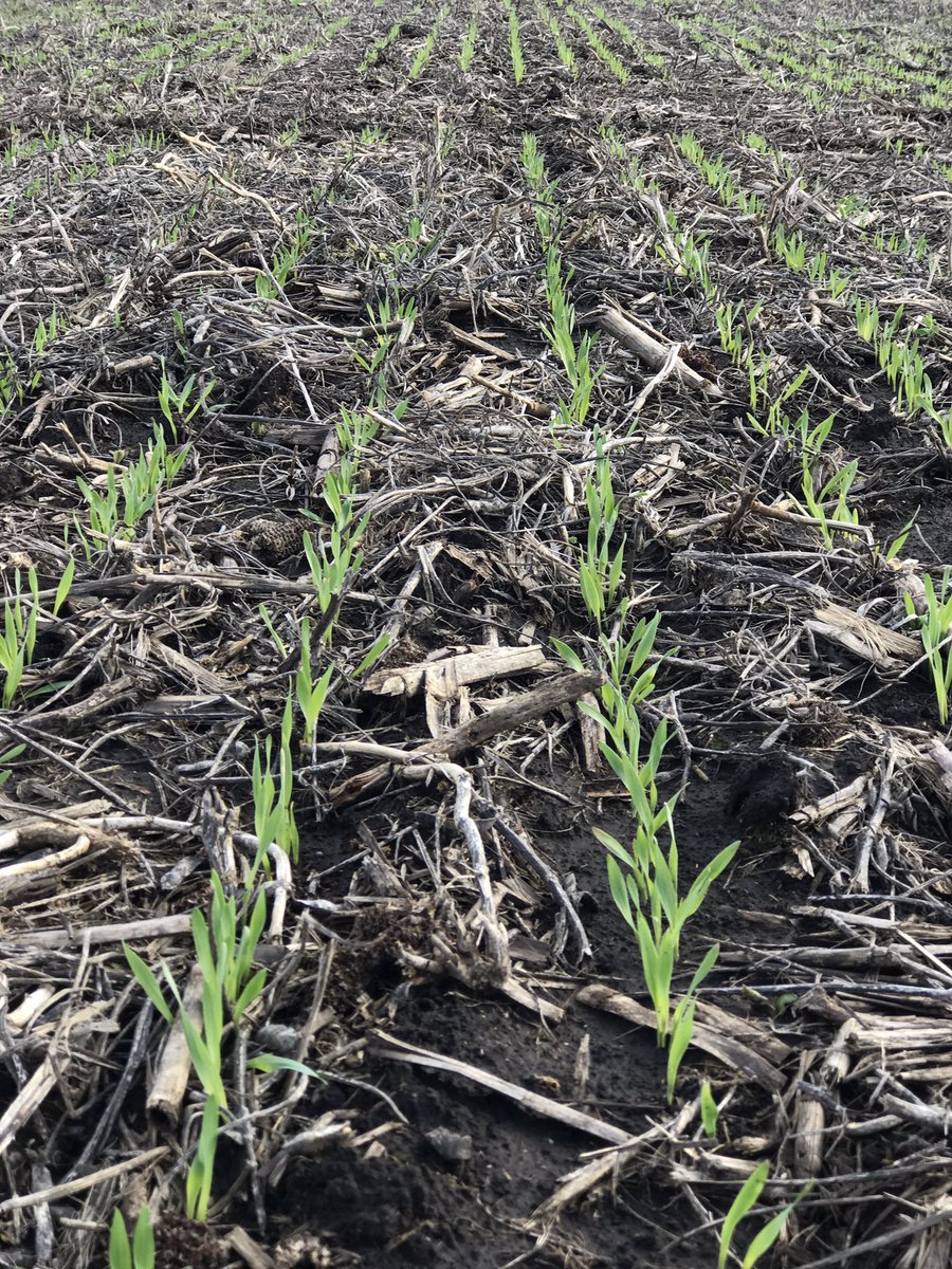 jeremiasgargiul's tweet photo. Ensayos Comparativos de Rendimiento 🔍⚖️📊🖊 #Cebada, #Trigo, #Camelina en la @ChacraMiramar @liandroponta @RoqueSasso https://t.co/LutOEccsh9
