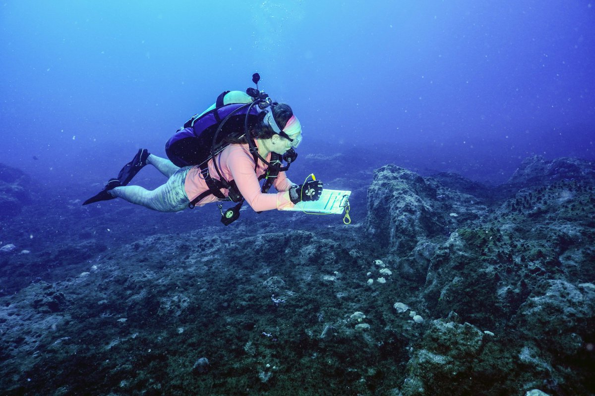 FGBNMS's tweet image. Highlights from a 3-day #LongTermMonitoring cruise at #StetsonBank: 
* 55 repetitive photo-stations
* fish surveys
* random transects
* exotic regal demoiselles
* large sandbar shark

LTM has been conducted at Stetson Bank since 1993. 
flowergarden.noaa.gov/science/stetso…