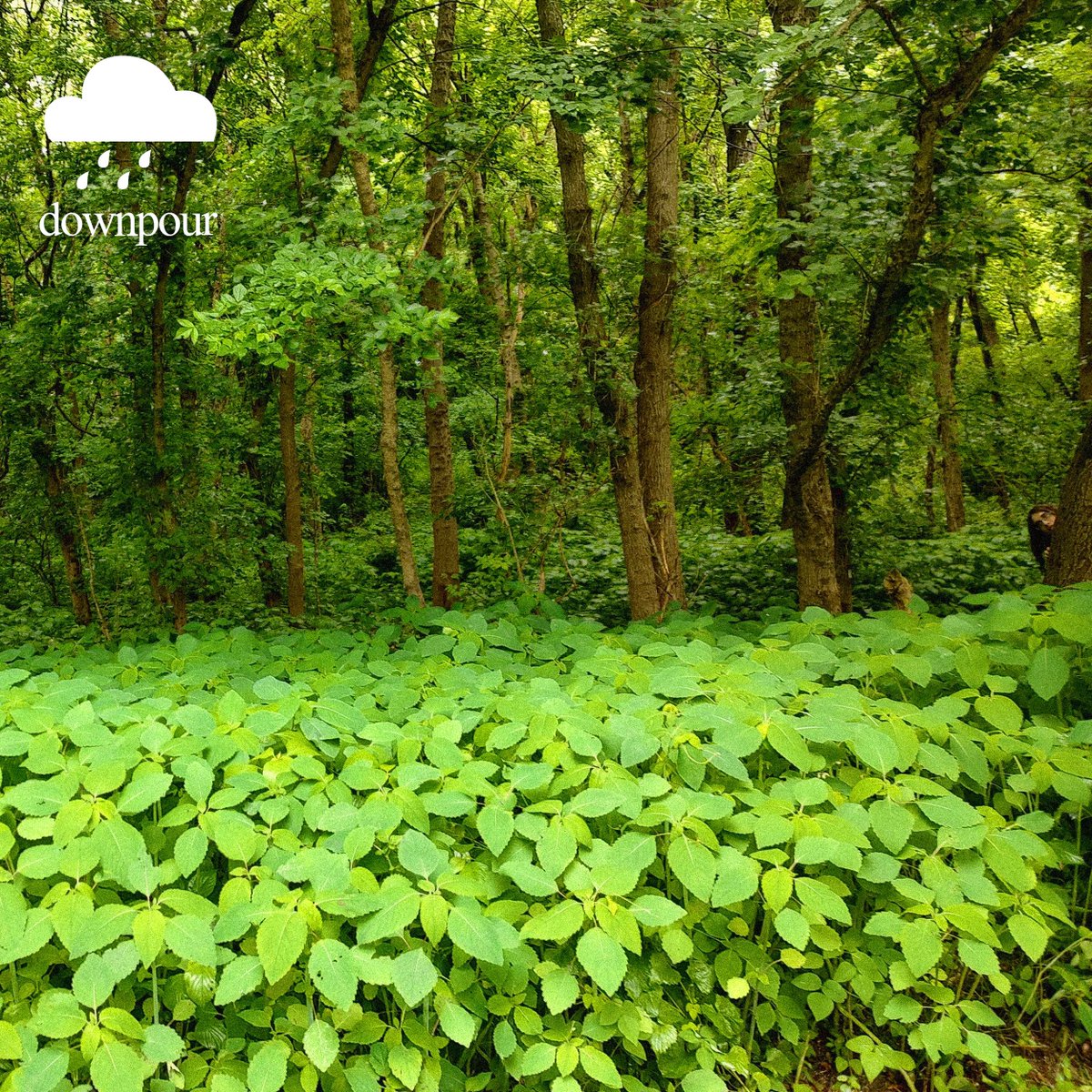 downpour out now! 🌧️
listen here: tinyurl.com/listen2dp
half measured tall tales comes out july 26th
pre-orders are available in the soundcloud desc.

thanks everyone! 🌿✨