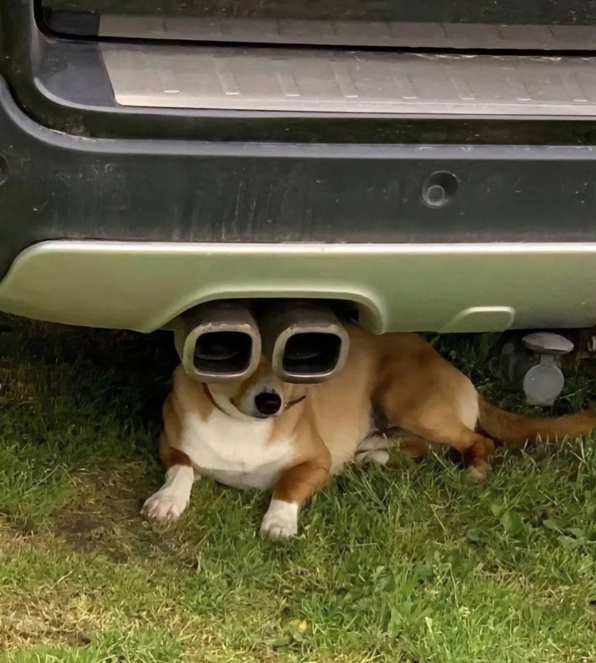 gc1314gc's tweet photo. exhaust dog😂😂😂 https://t.co/SdI64PCf1S