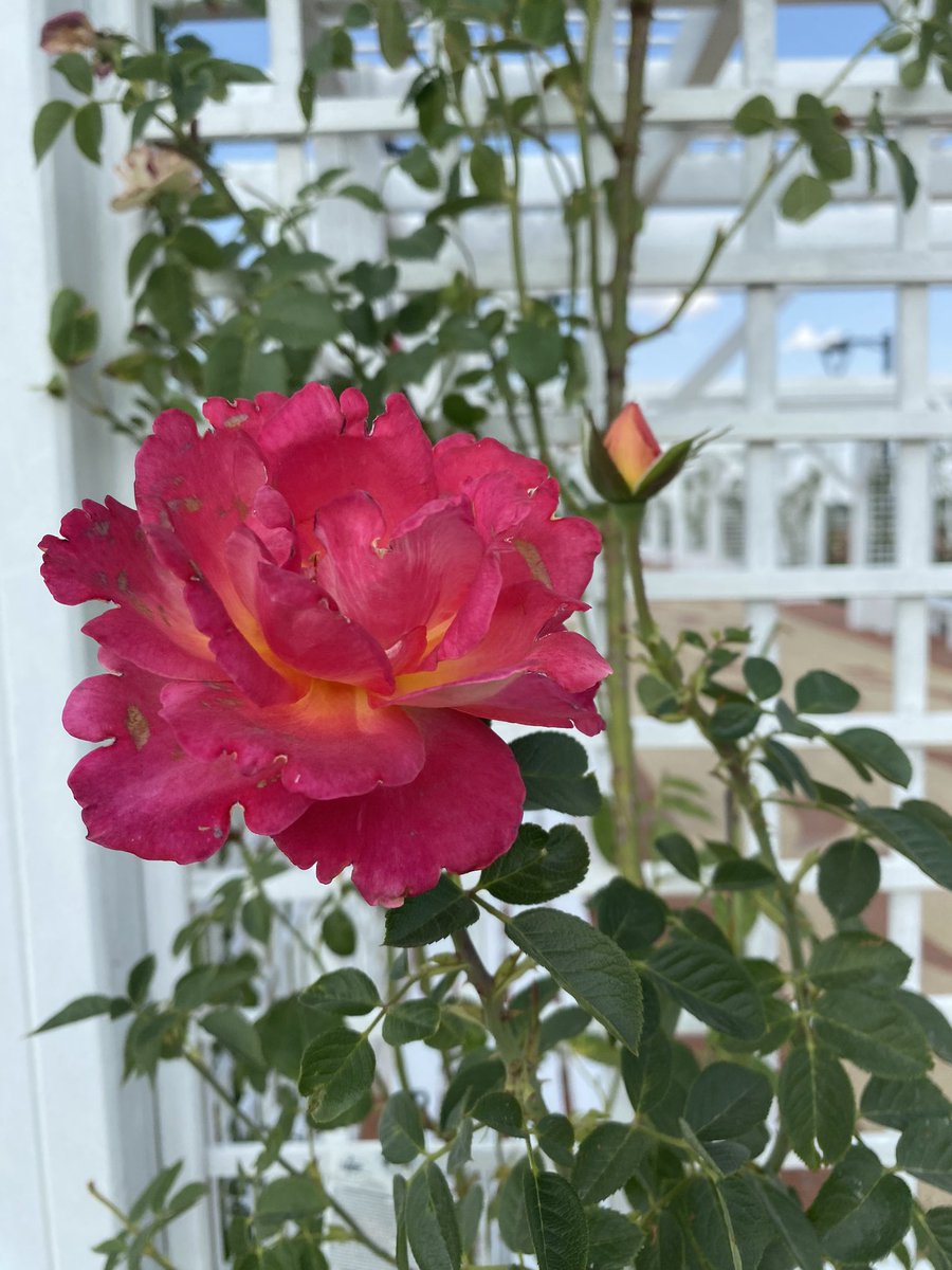 Bu senin yolun ve sadece senin.
Diğerleri seninle yürüyebilir,
ama kimse senin için yürüyemez.

#nature #music #Friends #love 
Rumî