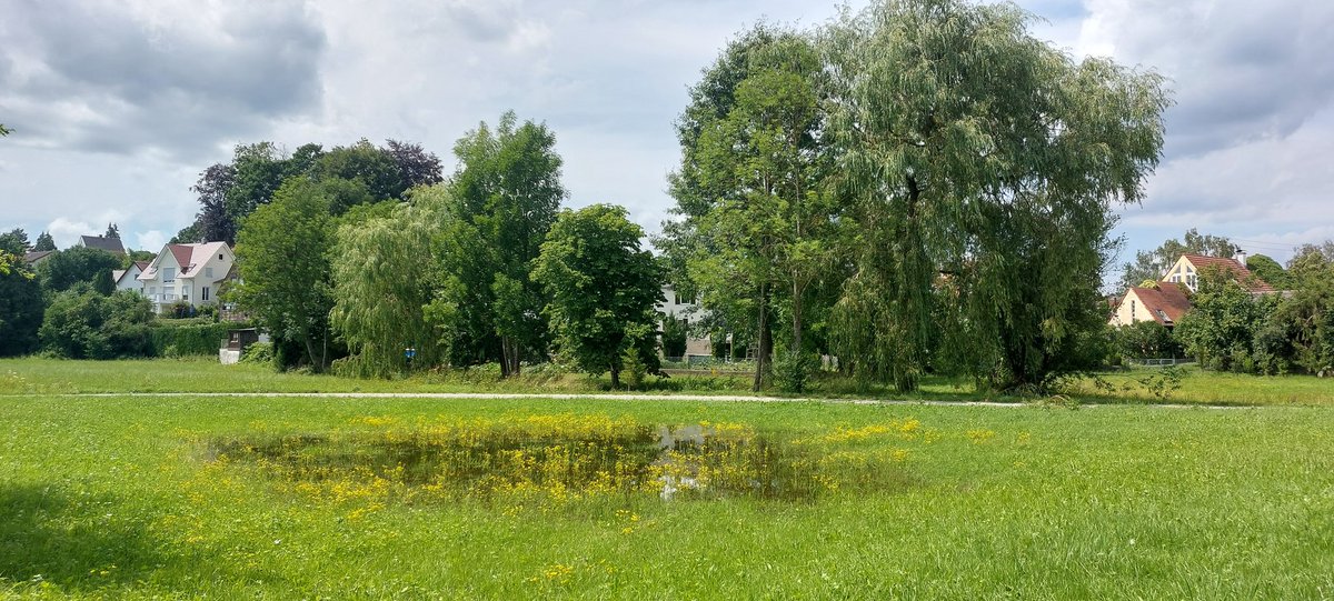stellapierides's tweet photo. frog pond...
the urgent calls
of desire
.
#pond #Neusaess #frogs #keepmoving #Parkinsons #poems https://t.co/uNyGk3vCdZ