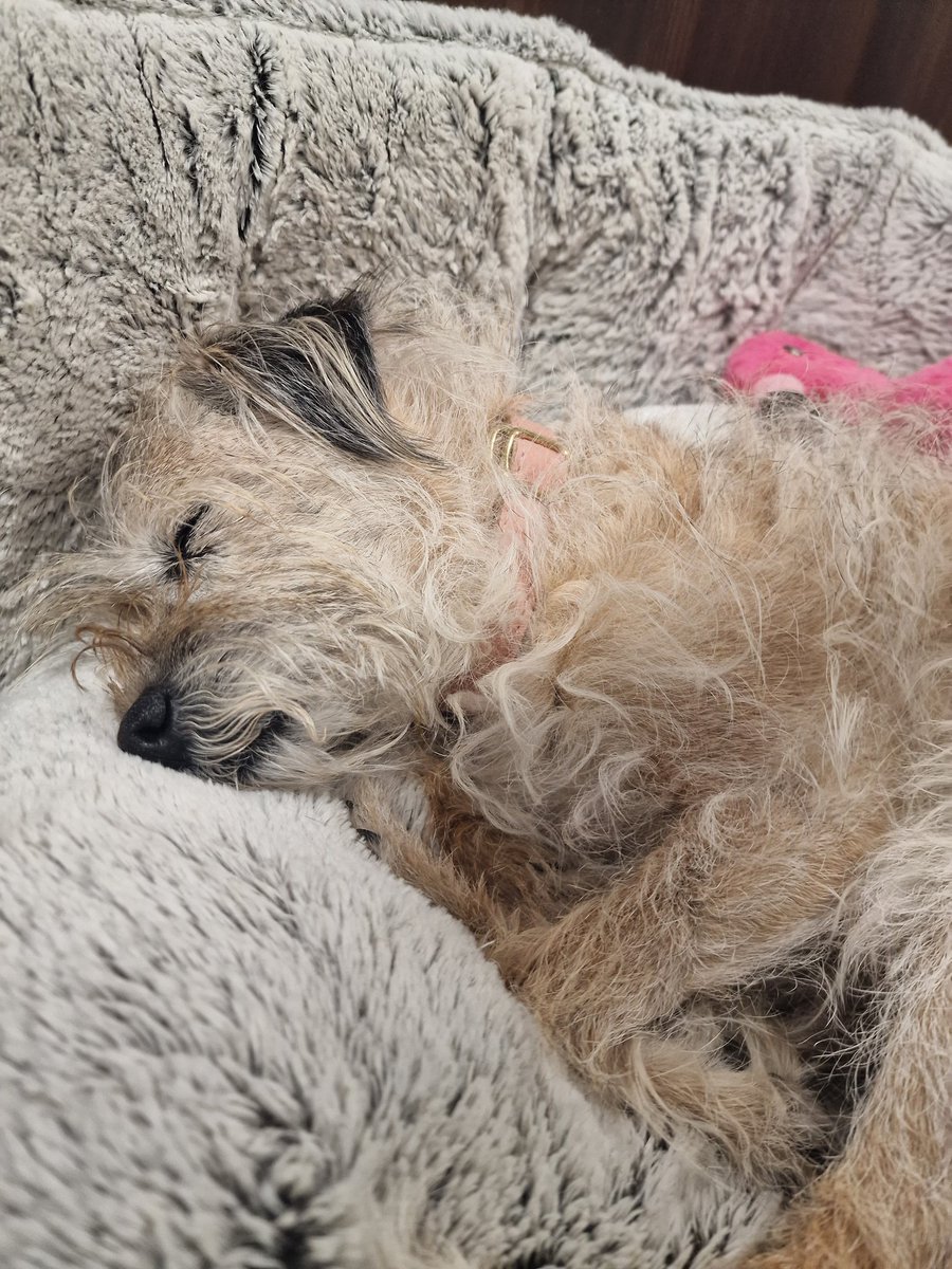 I has been thinking about this 'X' thing... its tired me out #BTPosse
What's every- furs thoughts? 

#MoreThanJustVets #Wimborne