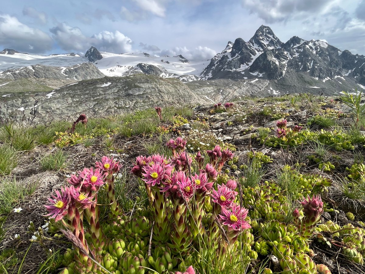 Hiking outside the UK can be one of the most powerful ways of understanding how naturally impoverished the British landscape is, particularly the high places and uplands.

A thread following a trip to the Alps which vividly reminded me of what we're missing. 🧵