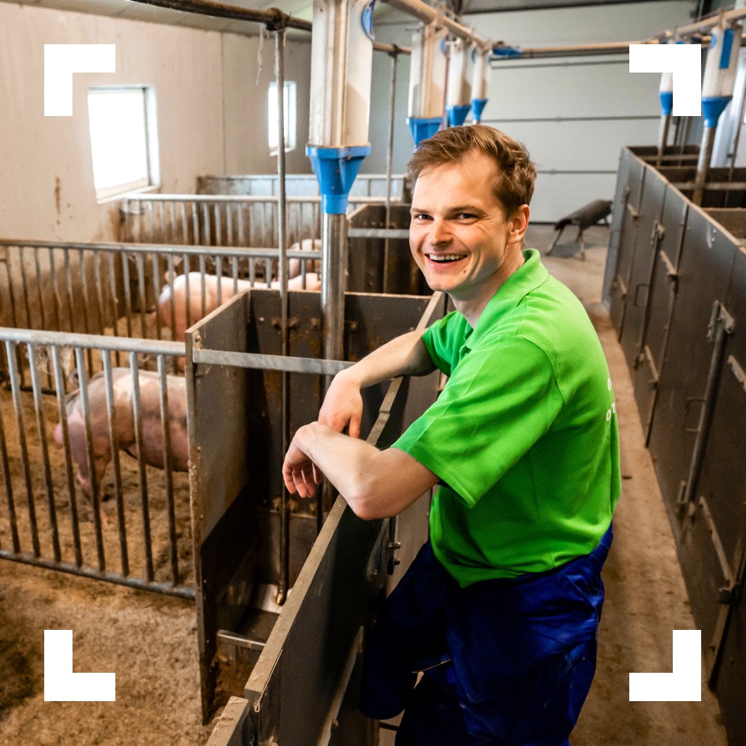 Bert is niet alleen landbouwer, maar ook een beetje wetenschapper! 🔬 Op zijn bedrijf met fokberen 🐻 (mannelijke varkens) wordt het beste genetisch materiaal geselecteerd zodat een gezonde opvolging verzekerd is. 🐷🍼 Bear-y good job! 😉 #boerentrots #boerindekijker