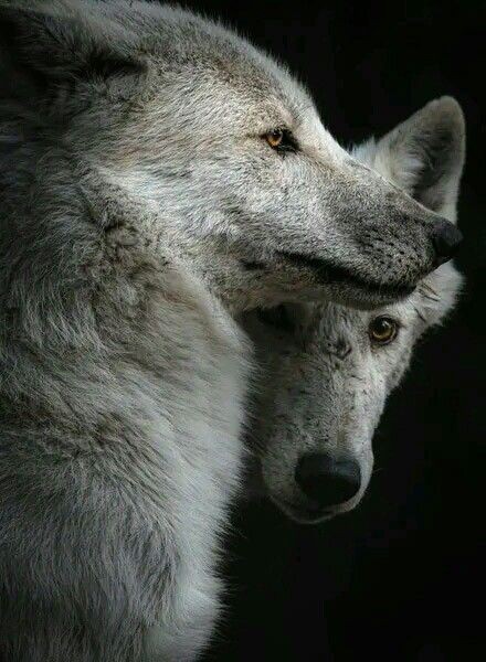 Wolf (@wolflope) on Twitter photo 