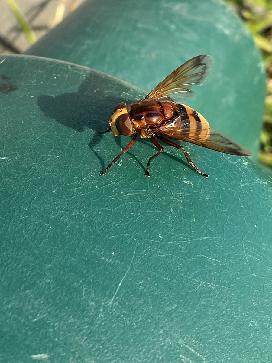 Surface4Lemon's tweet photo. @Natures_Voice Hornet Hoverfly over my allotment https://t.co/wDSZ3Ma32d