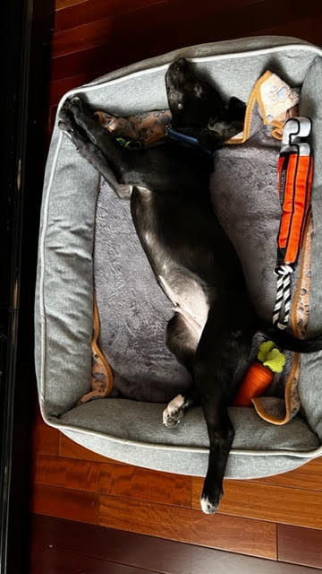 DPSRescue's tweet image. Fleece has been renamed Felix! He has puppy energy for days so his humans have been keeping him busy. The cat did have some trouble accepting her new friend but they&apos;re making good progress! #DPSAlumni