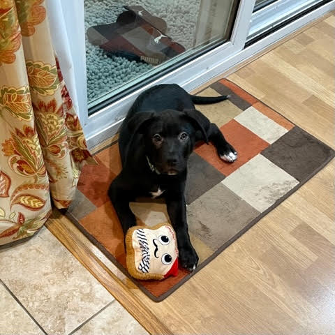DPSRescue's tweet image. Fleece has been renamed Felix! He has puppy energy for days so his humans have been keeping him busy. The cat did have some trouble accepting her new friend but they&apos;re making good progress! #DPSAlumni