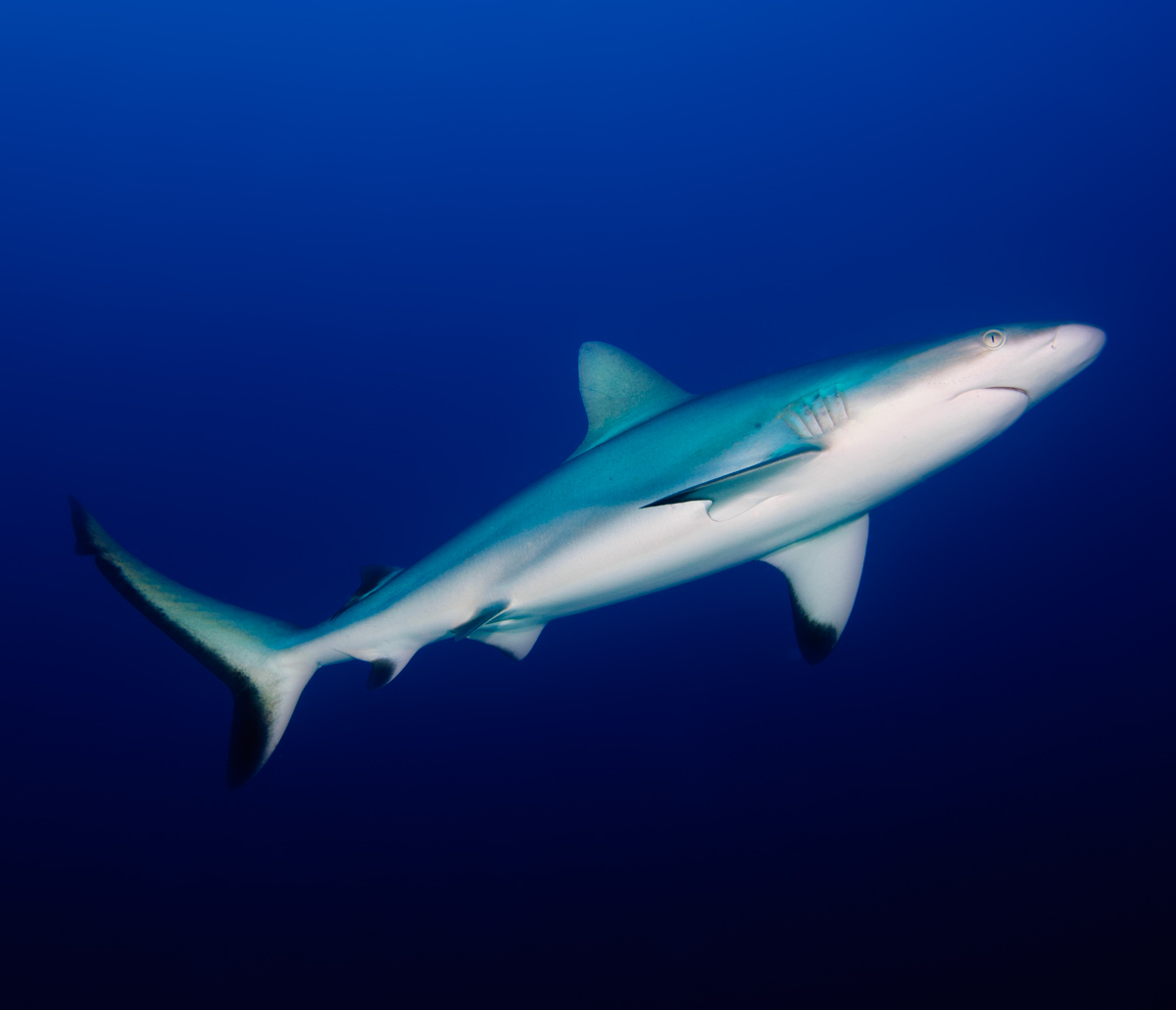 Switching gears from pink to sharks because... It's #SharkWeek! A lot of people ask me if I am scared of sharks when I see them, and the answer is always the same, never scared! Quite the contrary, always in awe and trying to take pictures! This one is a Gray Reef Shark.