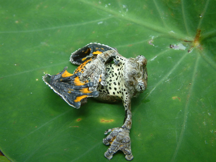 Amphibians, with their unique reliance on skin for respiration and ion regulation, are severely threatened by climate change. 

Rollins-Smith &amp; Le Sage (2023) compiled research on heat-stress and desiccation to better understand future risks.

amphibiaweb.org