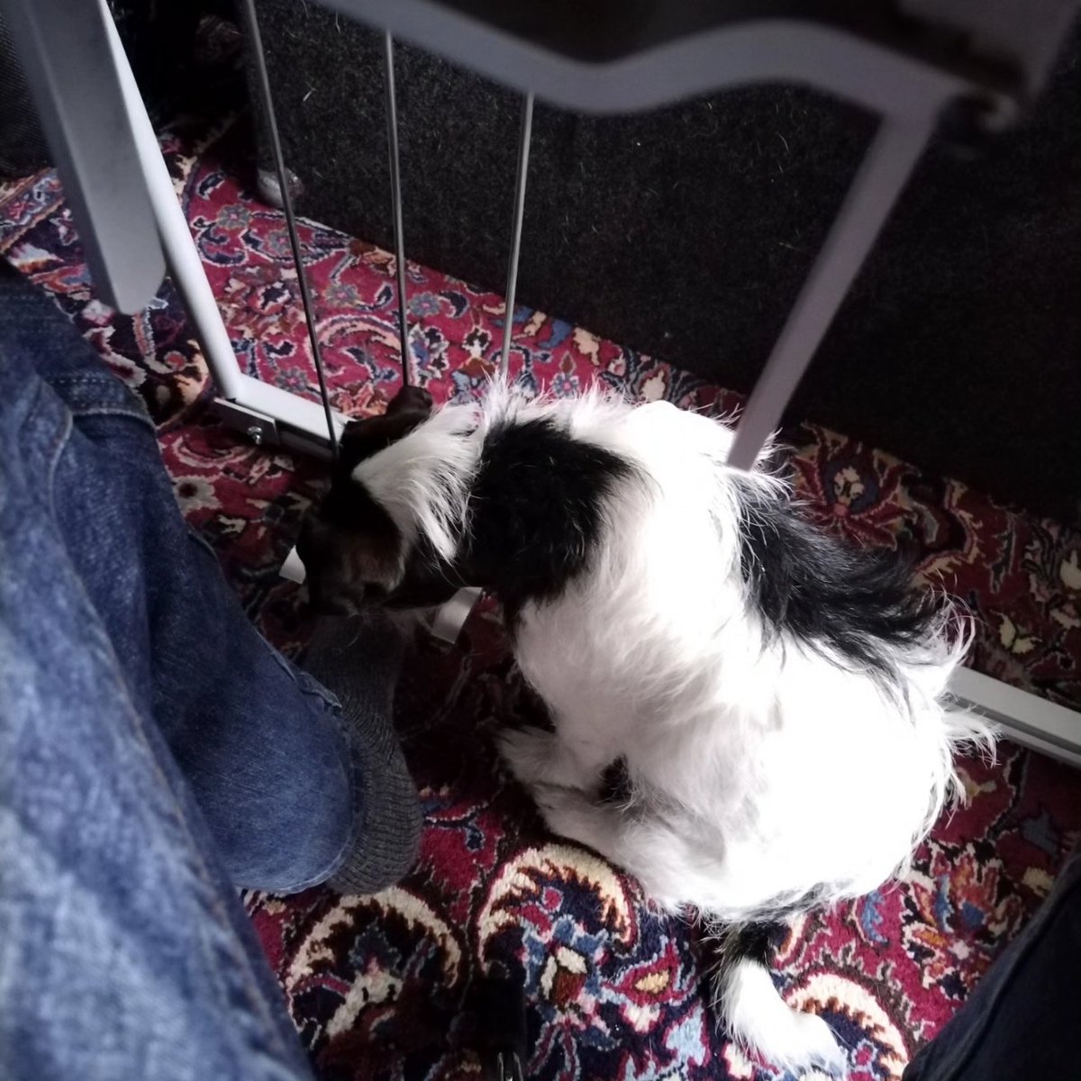 MGBoulter's tweet image. Nelly was keen to help out with laying down the pedal steel for some new Alfie Firmin tracks I've been invited to play on. I think she wanted me to use the B foot lever a bit more.... #sessionwork #pedalsteel #recording