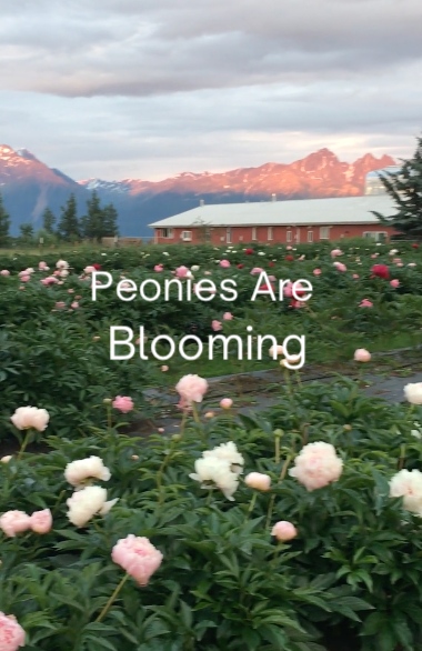 The moment we've all been waiting for has arrived - Peonies are now SHIPPING!  It's like Christmas in July for all the floral enthusiasts out there, and we are excited to see our fields bursting with blooms!⁠