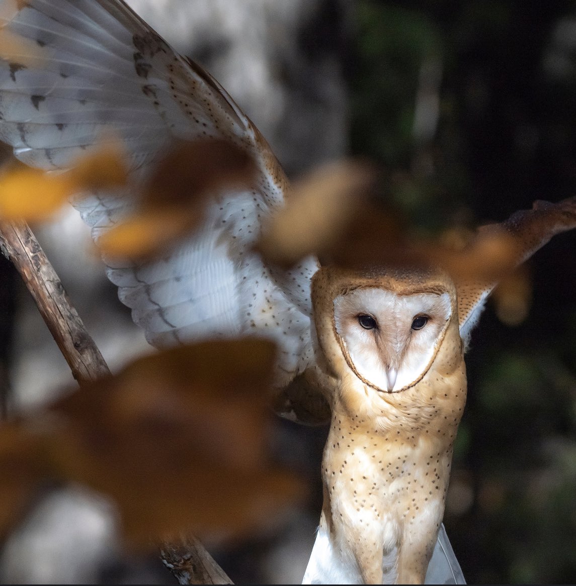 Evan Michio tweet media