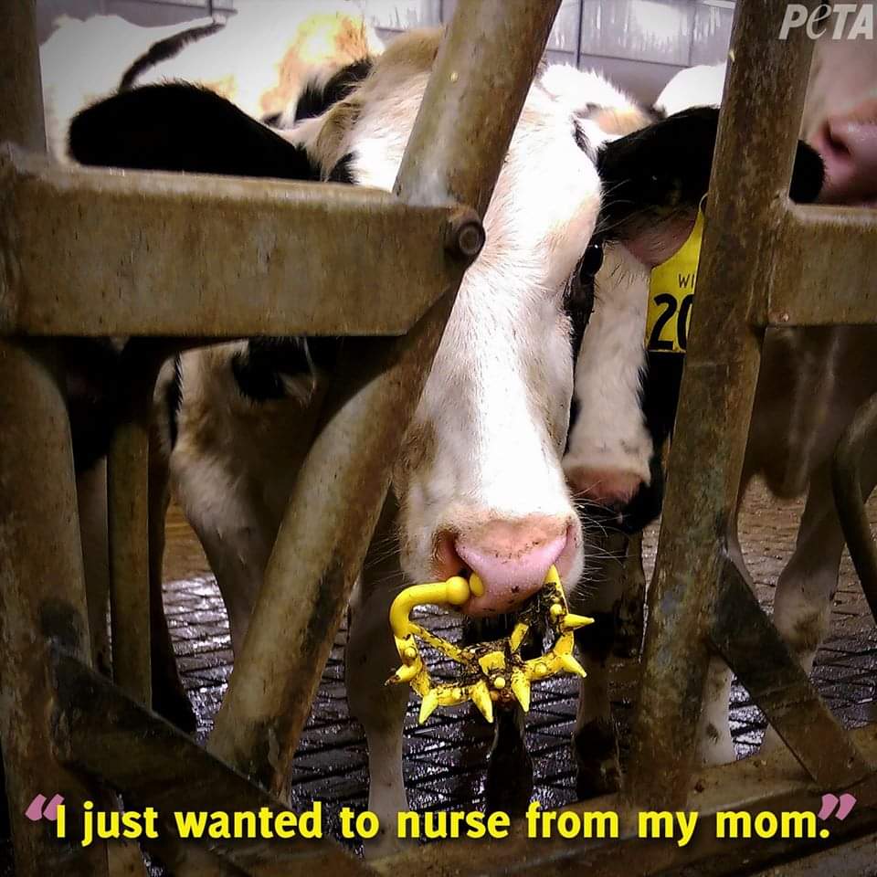 angie_karan's tweet photo. The Spiked Nose Ring: A Symbol for All Dairy Cruelty https://t.co/sIAMWcLAHE
Meat, Egg and Dairy Alternatives https://t.co/c6FV7HYHL6 https://t.co/TlrugImYBd