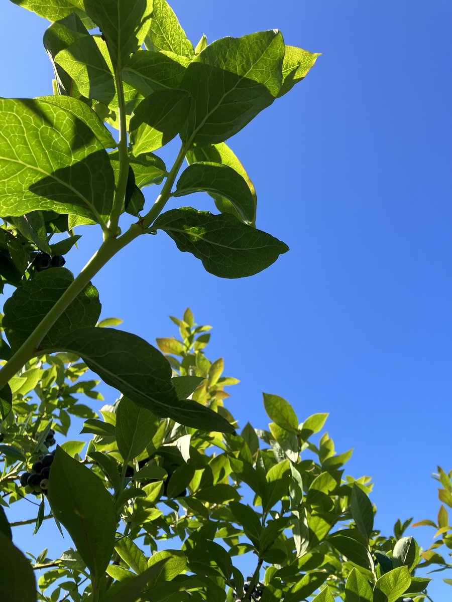 Under the blueberries ☀️🌿💦 What a sudden shift to rain but we need it #pnw