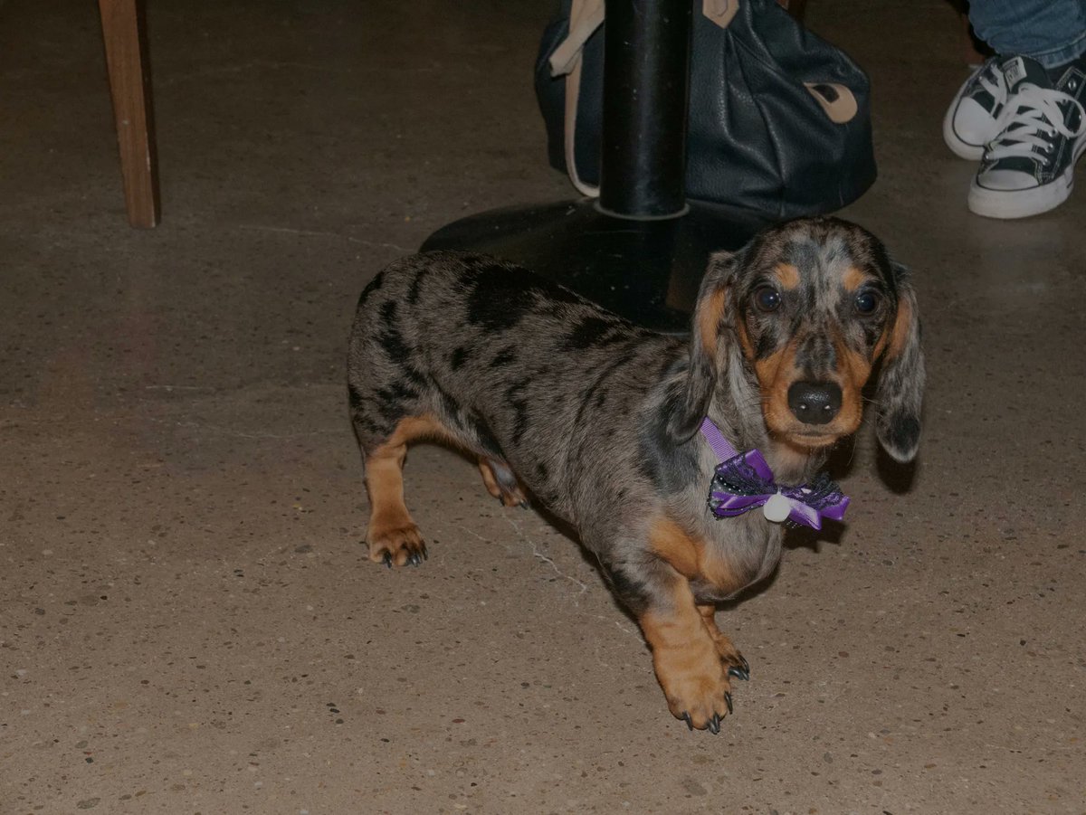 16halesstreet's tweet photo. Baxter wants to know if you bought your ticket? Dog café (#daschshund edition)17th of September 🐶 
Pop-up stall with all the proceeds going to the RSCPA Coventry!
Book your tickets via the link below!
•
#dogcafe #petfriendly #coffeeshop #dogevent #dogstore #coffeestore #covuni https://t.co/X27NqcHfht