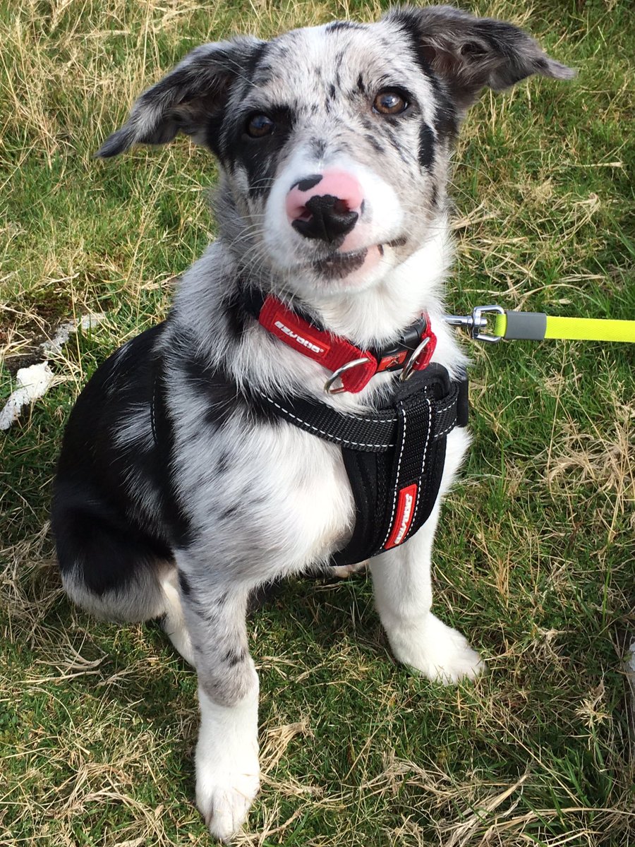 GrahamWarlow's tweet photo. @EzyDogUK Harvey has been a fan of @EzyDogUK since he was a puppy. This looks like the perfect replacement 🐶👍 https://t.co/zDyblYCarr