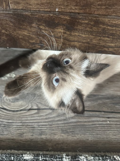 My little kittens are too adorable https://t.co/X6lAENT8cg