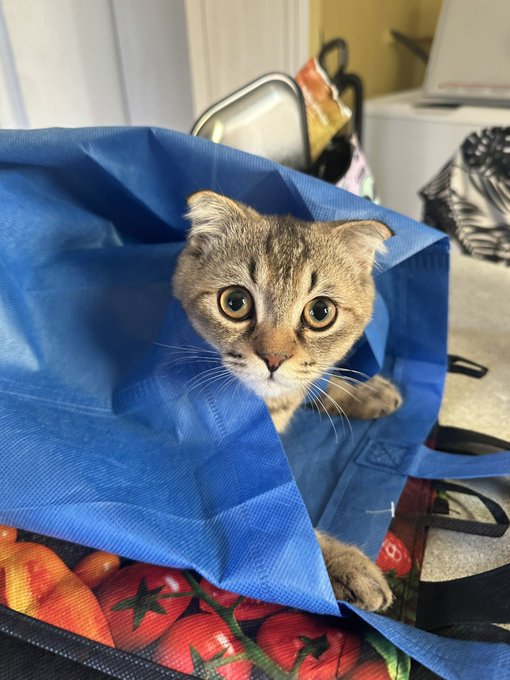 My little kittens are too adorable https://t.co/X6lAENT8cg