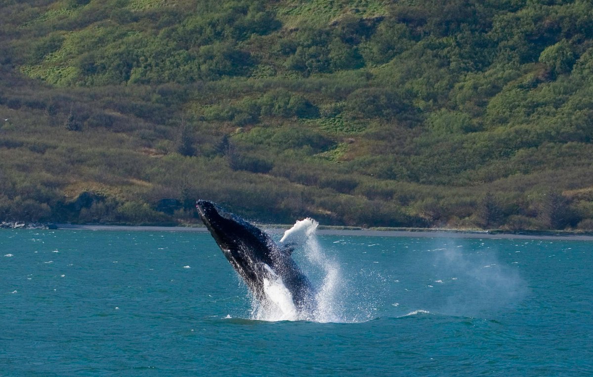 StanStephensAK's tweet photo. It’s #NationalMarineWeek! Through responsible operating practices and involvement in @whalesense, Adventure Green Alaska and Passenger Vessel Association’s Green WATERS Program, we carry on founder Stan Stephens’ legacy of protecting the Sound. #StanStephensCruises https://t.co/VViWHML8mx