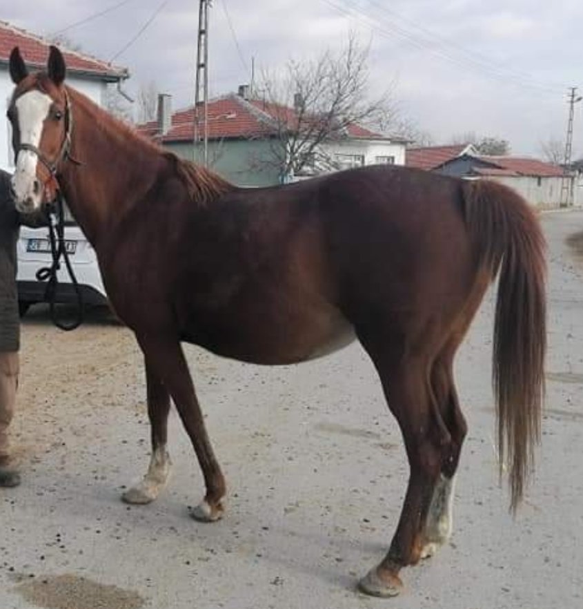 FethiKarata7's tweet photo. LOKUM
tercihli kısrak Gümbürgümbür 'den Nisan Ayı GEBESİ
2 milyon 201 bin tl kazançlı LOKUM OĞLU ve
1 milyon kazançlı TURBOCU ' nun Annesi
Ülkemizde yaşanan ekonomik kriz nedeniyle kısrak sayımızı minimum seviye düşürerek devam etme kararı aldık. hiç bir sağlık sorunu yoktur. https://t.co/Z38USTRE5V
