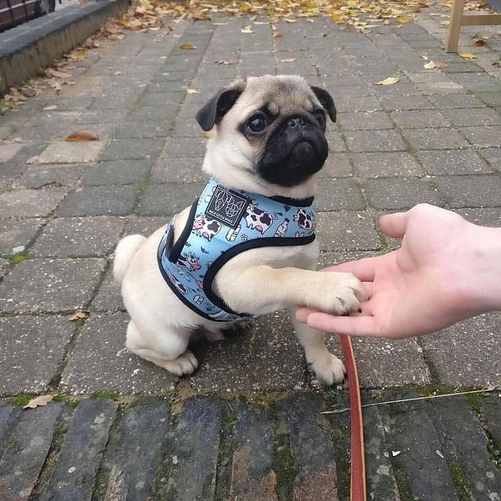 Double tap please ❤️❤️
#pug #pugoftheday #puglife