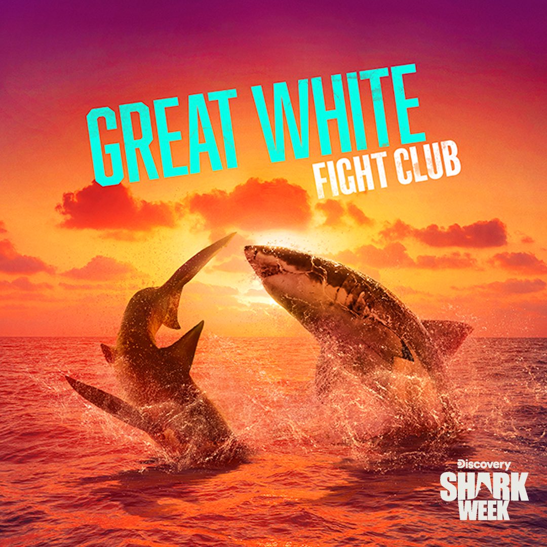 Join the #SharkWeek  fray  
🦈 Great White Fight Club tonight at 8p on <a href="/Discovery/">Discovery</a>