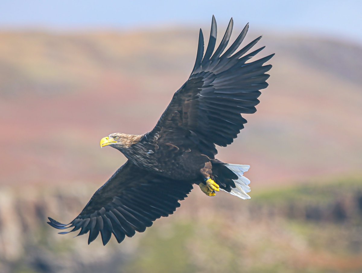 Jeff’s Wildlife Photography tweet media