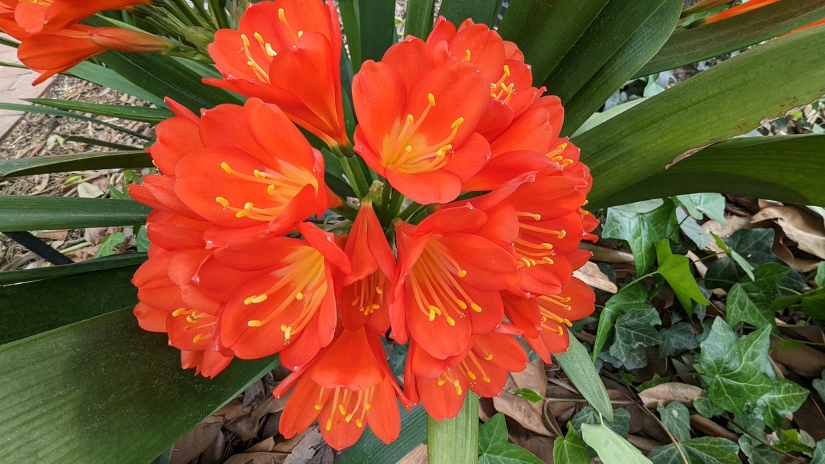 We're nominated for Best Public Garden in TucsonWeekly's Best of Tucson 2023! 🦋 Go vote for us and your other local favorites! You can vote once per day 😀
surveymonkey.com/r/BestofTucson…